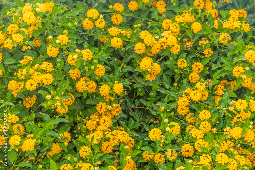 yellow lantana flowers