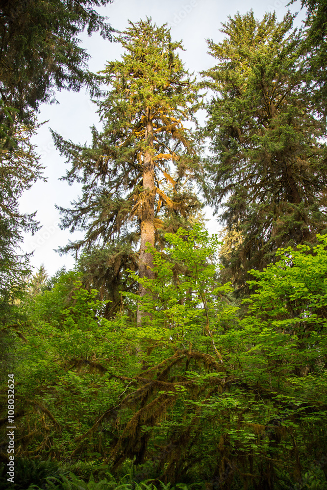 Obraz premium Hoh Rainforest in Olympic National Park, Washington State, USA