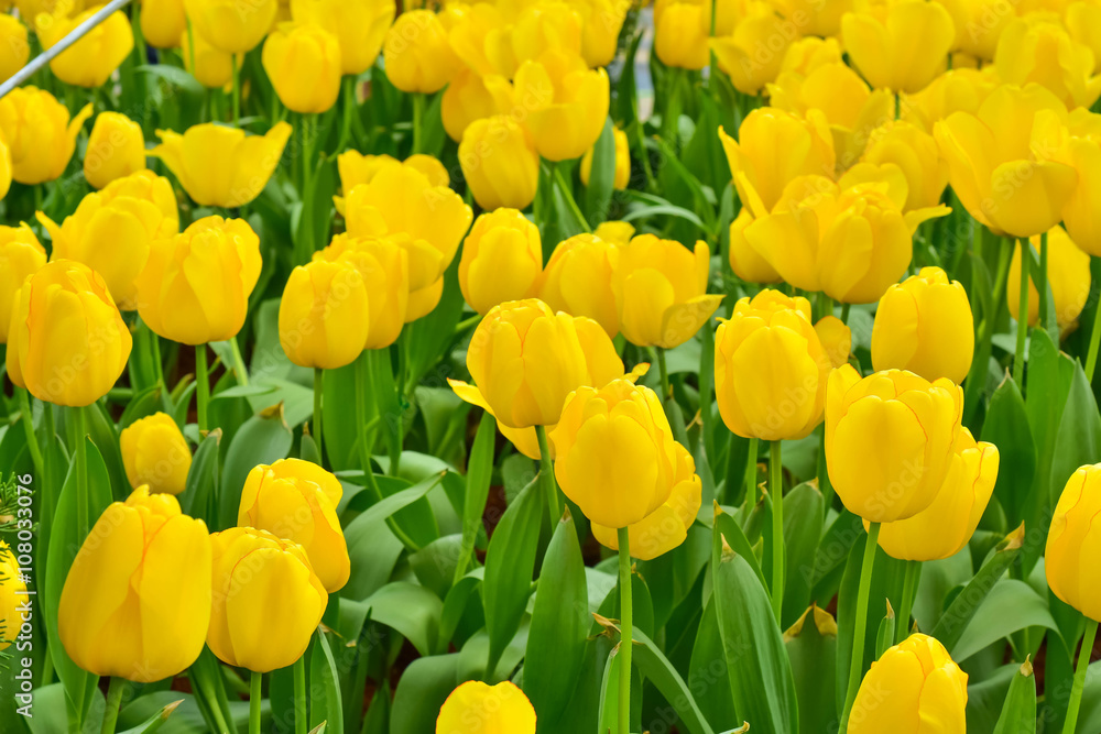 Yellow tulips close up background Yellow tulips close up background
