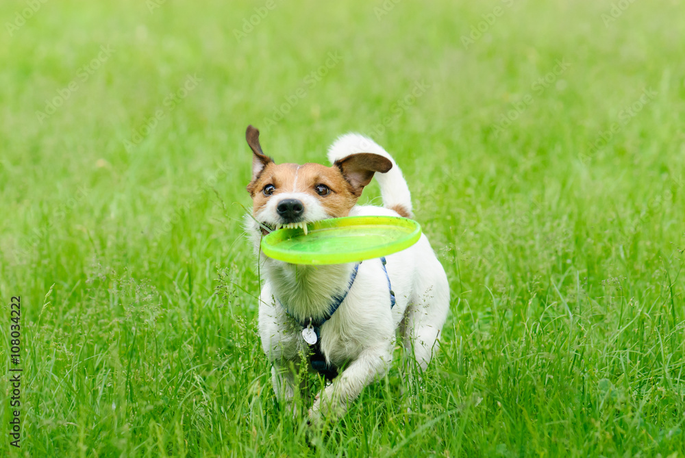 Outdoor summer activity: plastic disk game with a dog Outdoor summer activity: plastic disk game with a dog