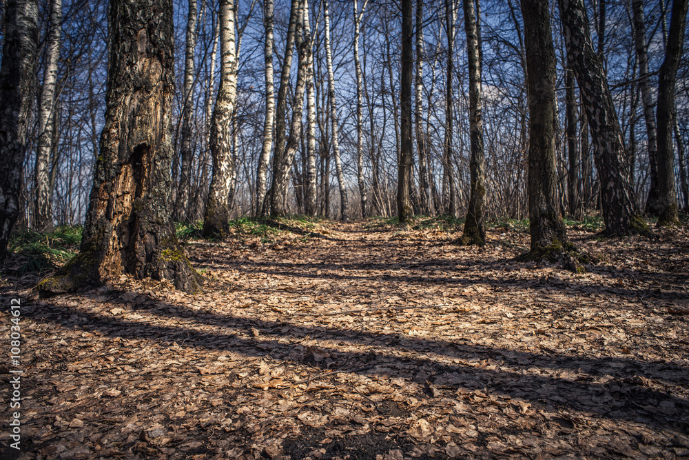 Obraz premium Road in the spring forest
