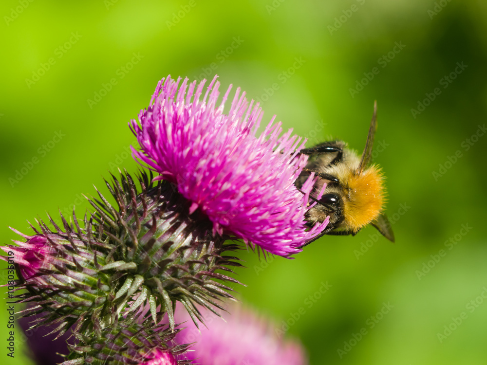bee on scotch thistle flower macro, selective focus bee on scotch thistle flower macro, selective focus
