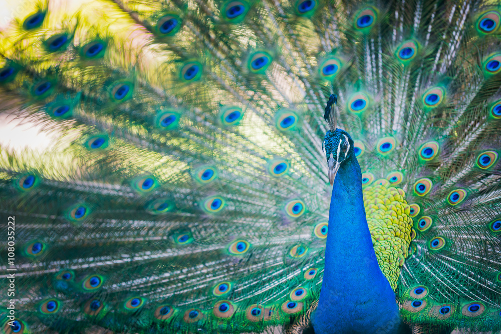 Naklejka premium beautiful peacock with expanded feathers