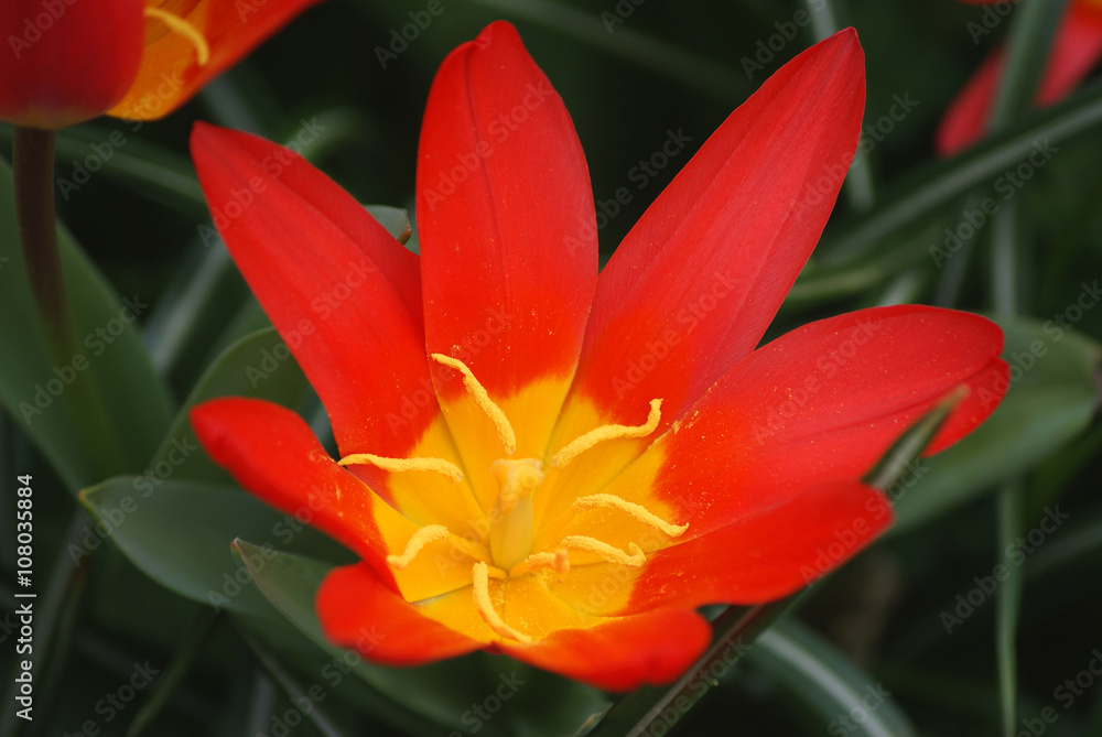 Naklejka premium Krokus