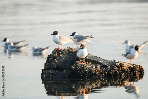 Common Tern or arctic tern glacier bay alaska