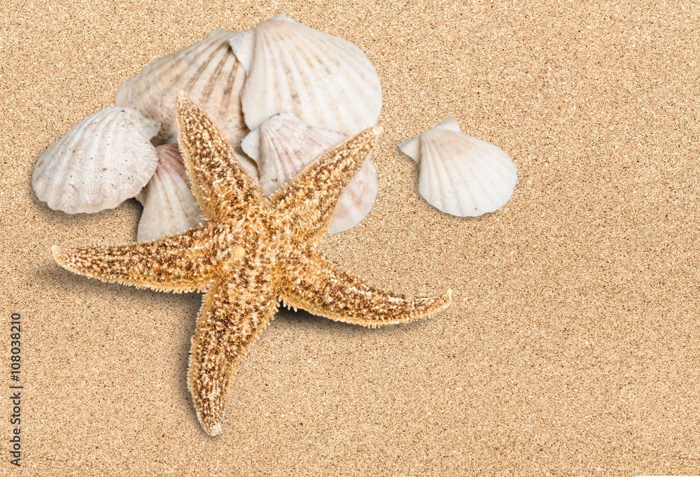Shell. Shell.