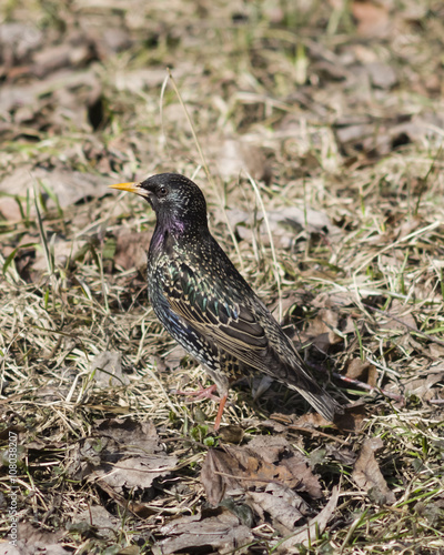 Wallpaper Mural Common starling, sturnus vulgaris, in dry grass, selective focus Torontodigital.ca