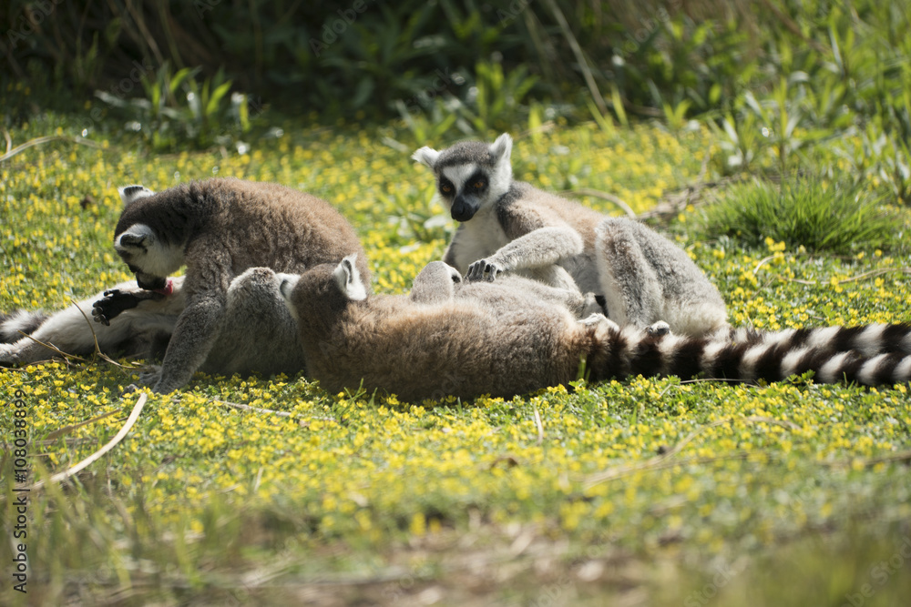 Fototapeta premium Lemur playing