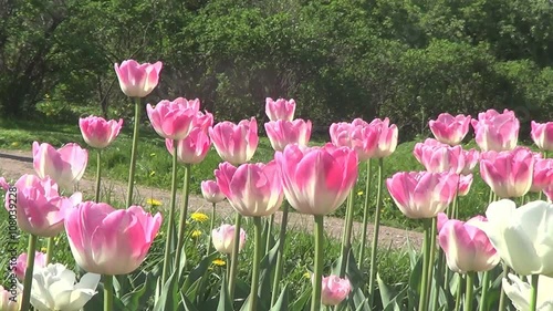 Different kinds of pink tulips