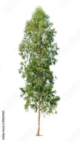 Isolated eucalyptus tree on white background