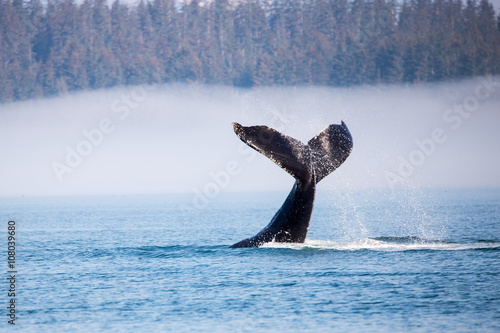 humpback whale diving in alaska at glaicer bay national park © ricktravel