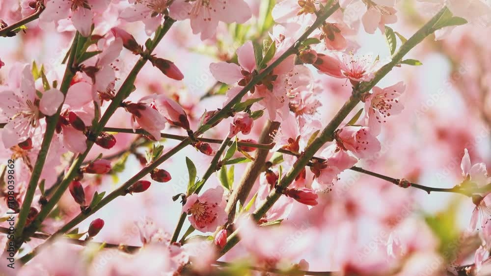 Apricot tree branches pink blossoming in spring sunlight, organic orchard on a sunny april day. Apricot tree branches pink blossoming in spring sunlight, organic orchard on a sunny april day.