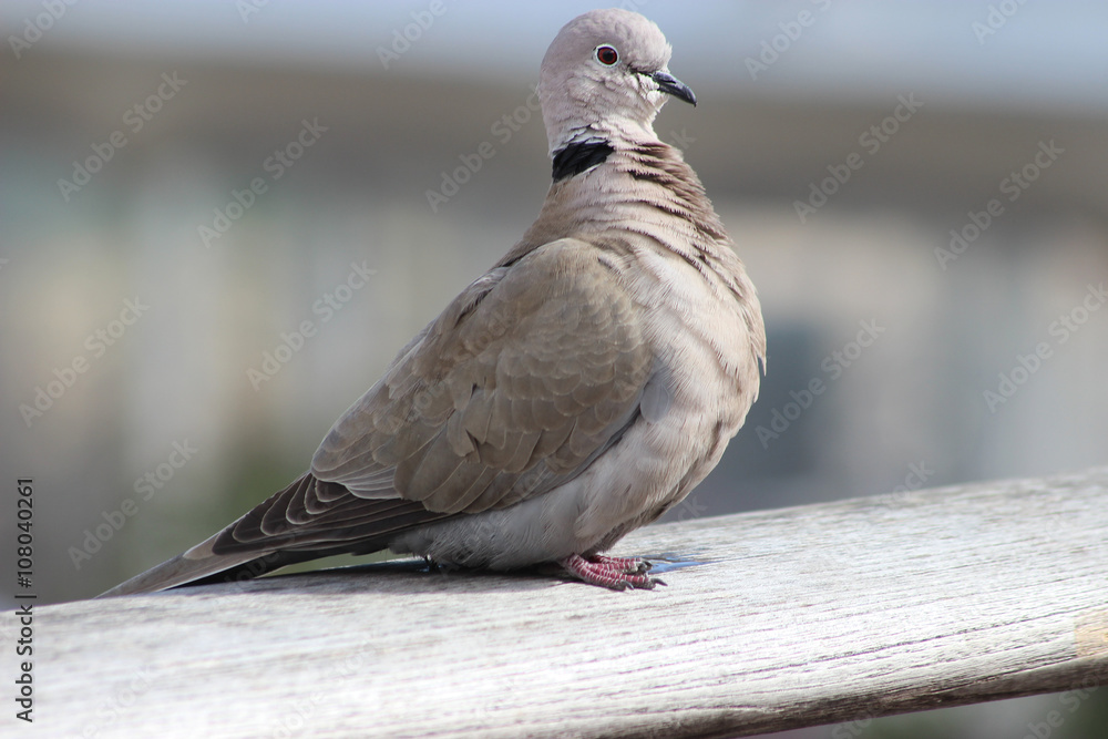 Fototapeta premium Cape Turtle Dove (Streptopelia capicola)