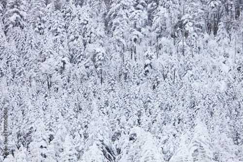 雪山の森（北八ヶ岳）