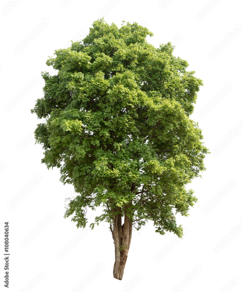 Fototapeta premium Isolated tree on white background