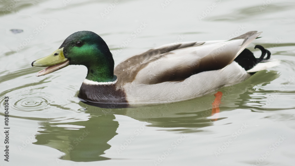 drake mallard swimming in water closeup portrait with reflection, selective focus, shallow DOF drake mallard swimming in water closeup portrait with reflection, selective focus, shallow DOF