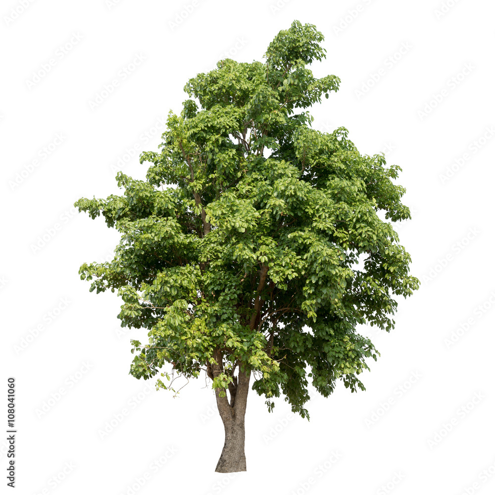 Fototapeta premium Isolated tree on white background