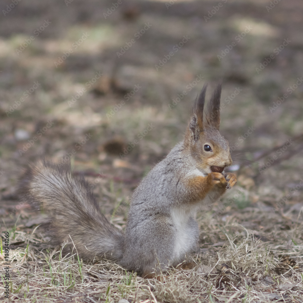 Eurasian red squirrel with nut in mouth portrait on dry leaves Eurasian red squirrel with nut in mouth portrait on dry leaves