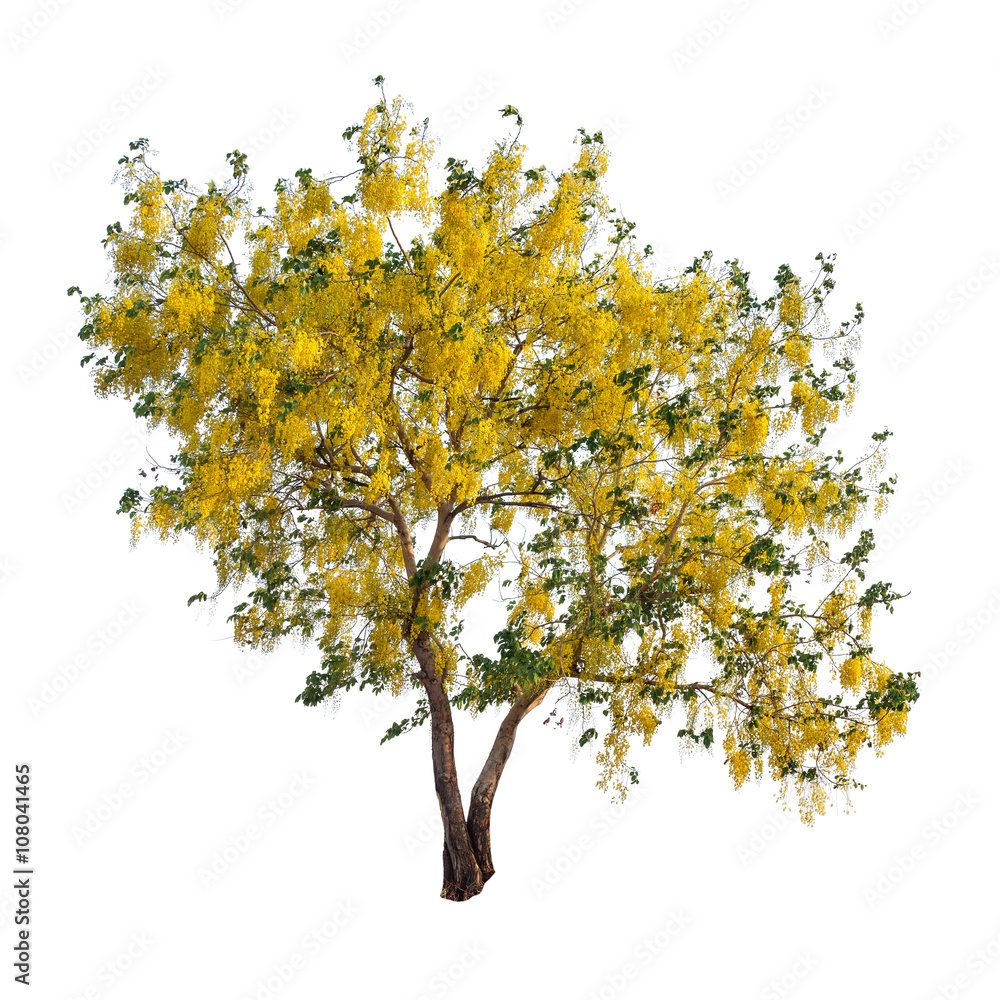 Isolated golden shower tree on white background Isolated golden shower tree on white background