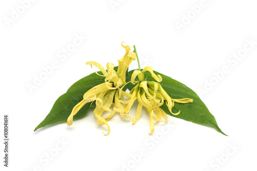 Cananga Odorata Var Fruticosa Flower