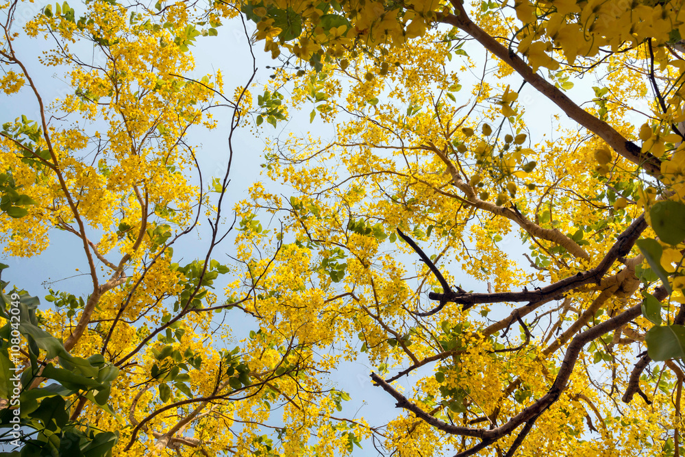Look up view of golden shower tree white nature sunlight Look up view of golden shower tree white nature sunlight