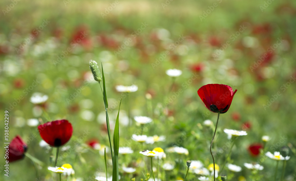 Obraz premium Red Poppy and white daisy flowers in a natural green field