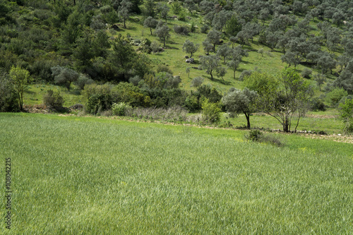 Photography Agricultural glean field at mediterranean country Turkey
