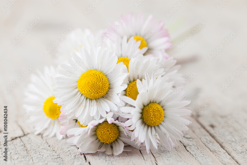 Obraz premium Bouquet of daisies on white wooden blurred background