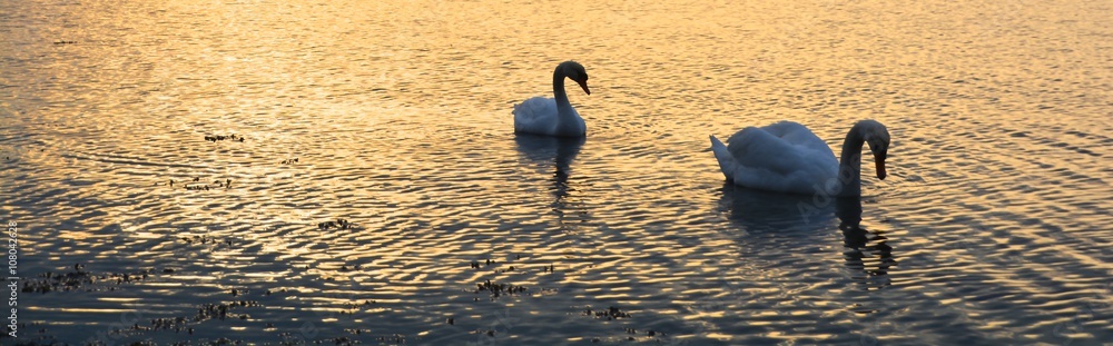 Naklejka premium Schwäne - Sonnenuntergang am Wasser