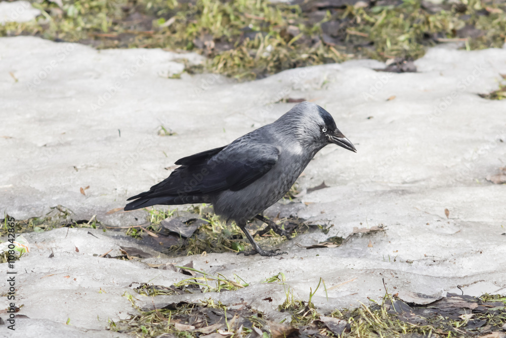 Naklejka premium Jackdaw bird, Corvus monedula, on ground with ice, selective focus