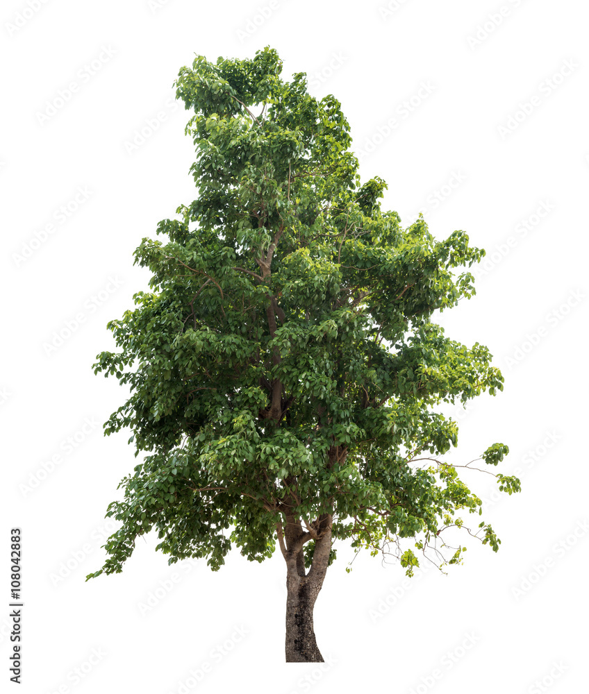 Obraz premium Isolated tree on white background
