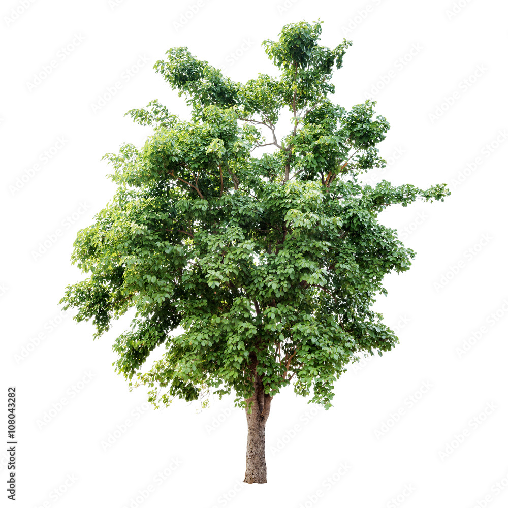 Fototapeta premium Isolated tree on white background
