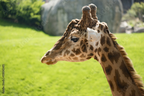 Giraffe © Valdemaro