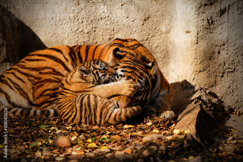 Tiger mum