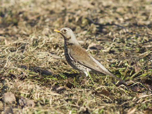 Wallpaper Mural Fieldfare, turdus pilaris, on the dry grass, selective focus Torontodigital.ca