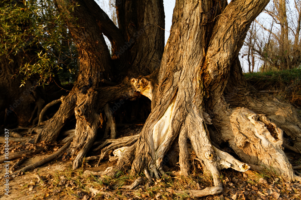 Tree root