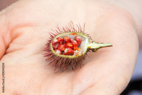 An example of Bixa Orellana fruit, with its seeds used to get natural red teinture, hold in hands