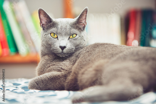 Konstfotografi Russian blue cat