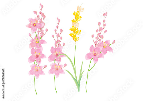 pink and yellow flowers  isolated on white background