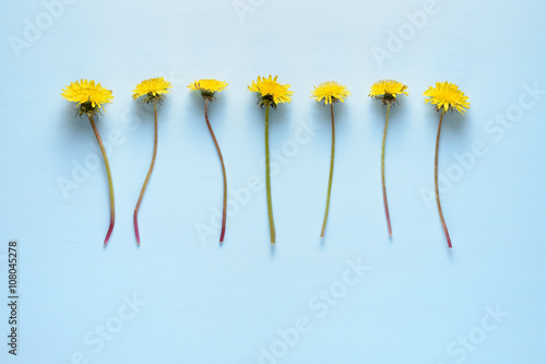 Fototapeta Naklejka Na Ścianę i Meble -  Dandelion flowers on blue background top view