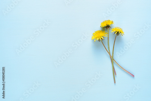Fototapeta Naklejka Na Ścianę i Meble -  Dandelion flowers on blue table with copy-space