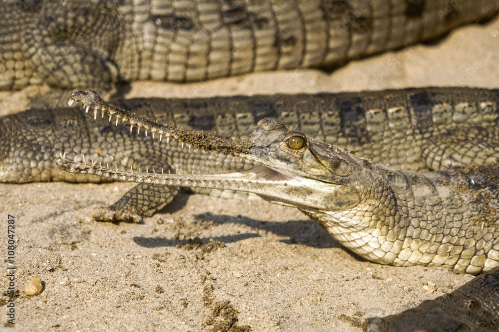 Naklejka premium Young babby Gharial Gavialis gangeticus river Chitwan National Park Nepal