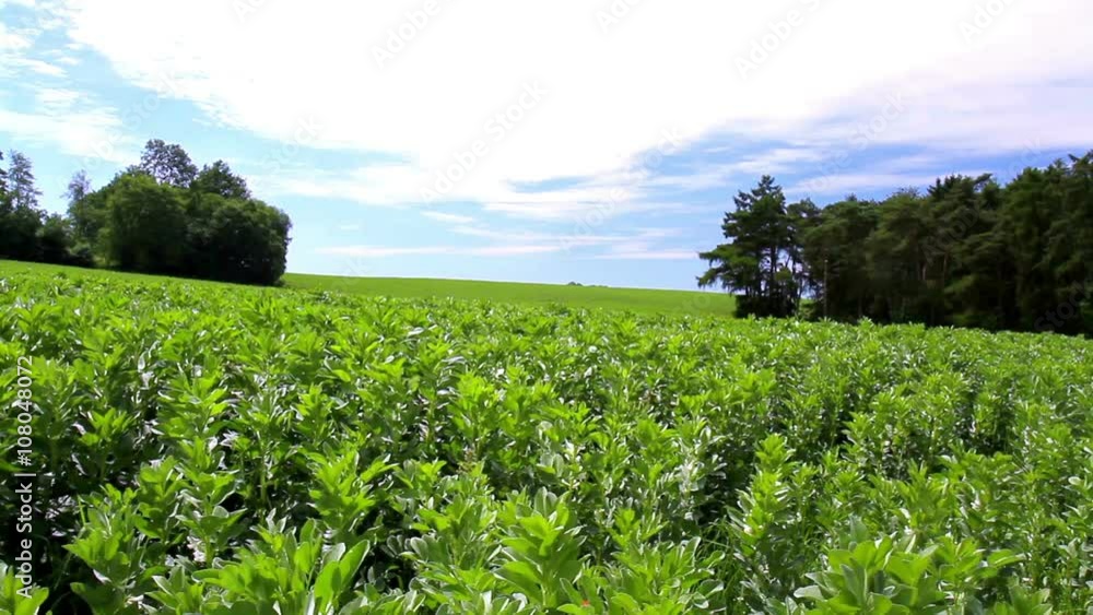 Flowering field beans in a Belgian countryside. Flowering field beans in a Belgian countryside.