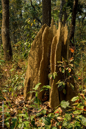 tropical termite nest in chitwan national park, Nepal photo