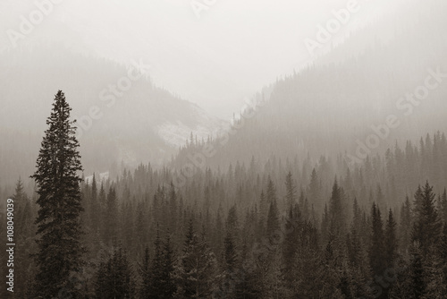 Foggy mountain forest