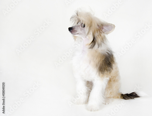 Cute Chinese Crested dog (Powderpuff variety, puppy) on a white background, with copy space on the left for your text