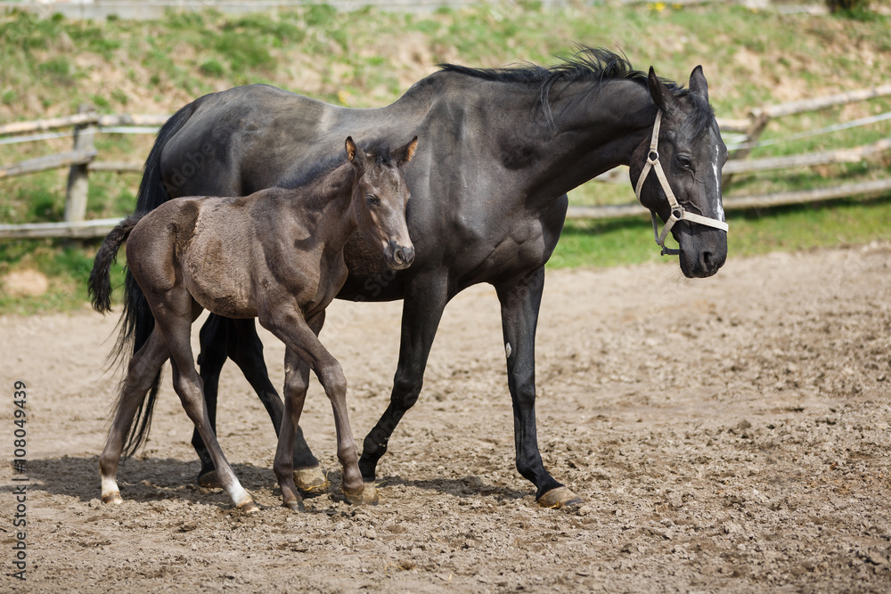 Foal on the meadow