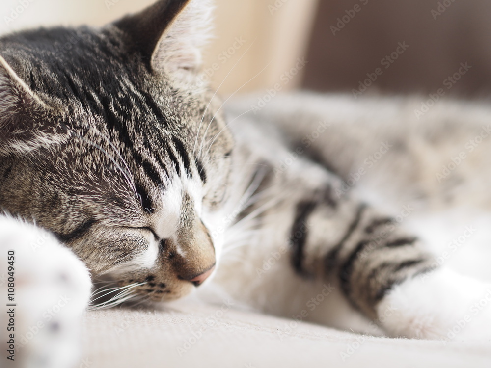 寝ている子猫 寝ている子猫