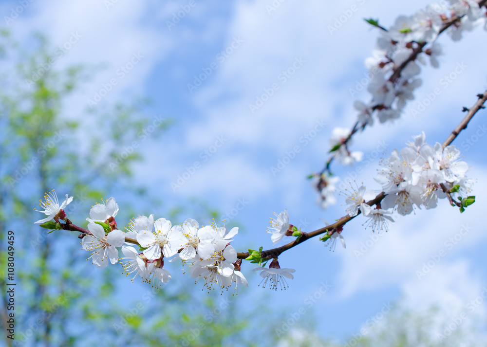 Beautiful apricot flowers against the background of a blue sky and green trees in the spring as a flower spring background (selective focus on the flowers) Beautiful apricot flowers against the background of a blue sky and green trees in the spring as a flower spring background (selective focus on the flowers)