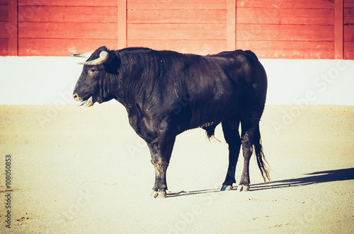 Bull standing in the bullring